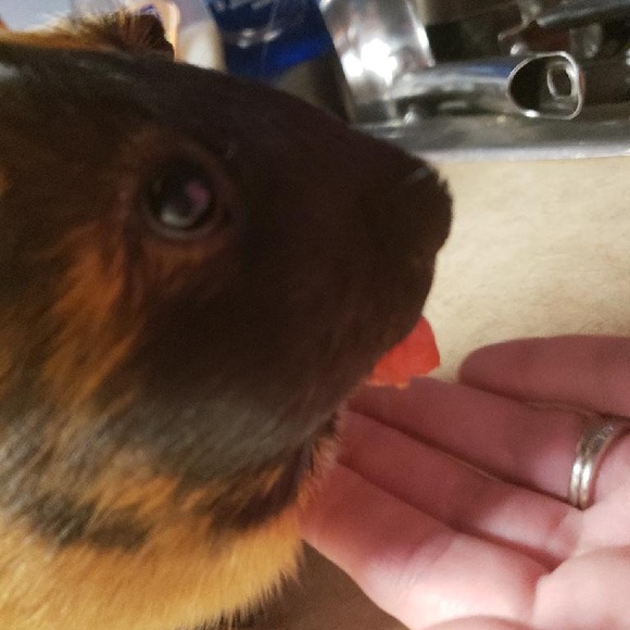 Meet your Posher, Destiny - Picture 5 of 5